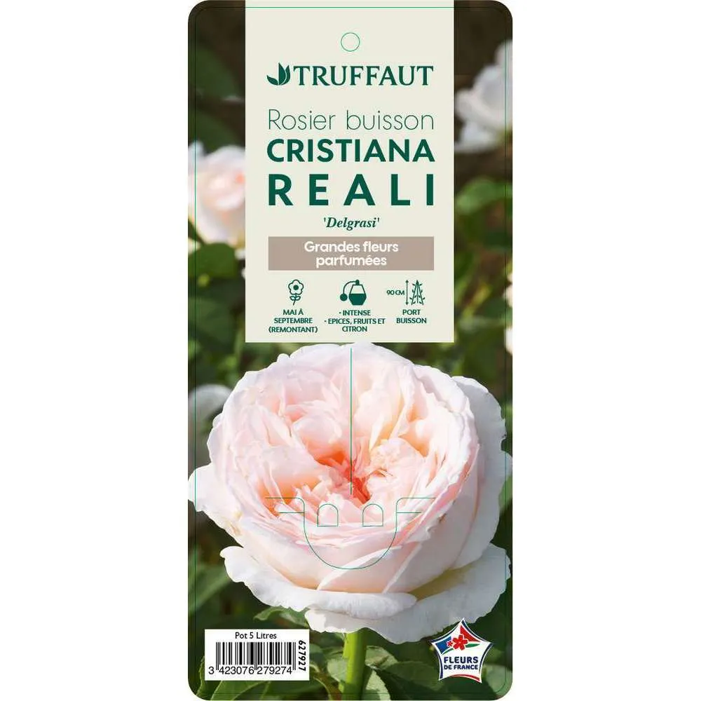 Rosier buisson 'Cristiana Reali®' ( Delgrasi ) : pot de 5 litres